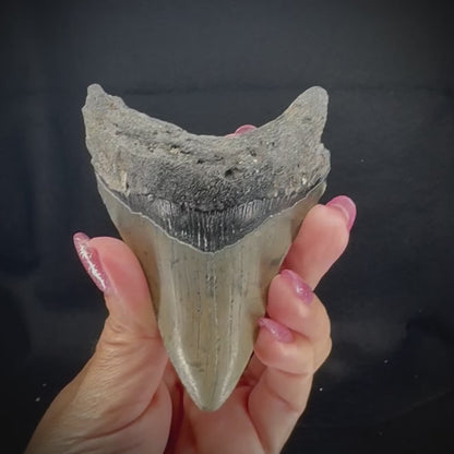 Megalodon Tooth