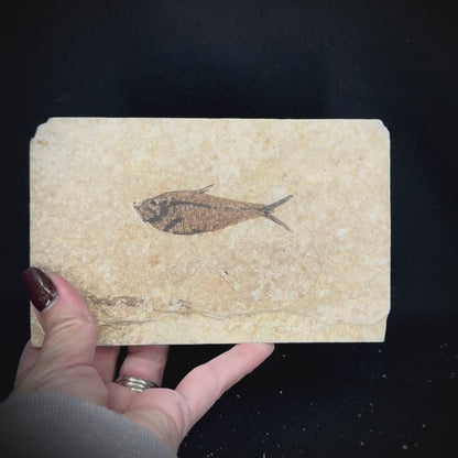 Fish Fossil - Knightia Eoceana