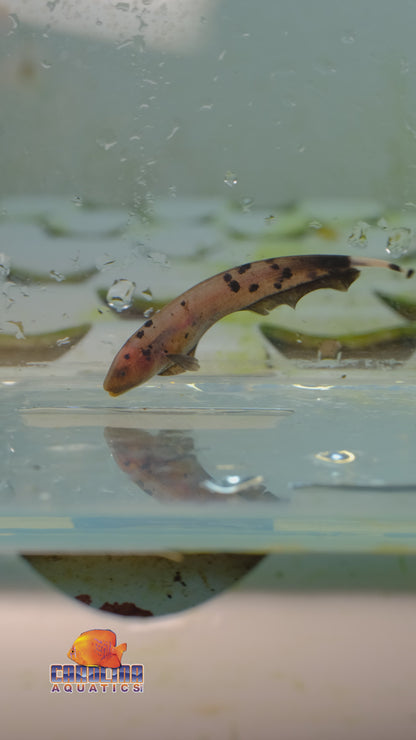Misc - Black Ghost Knife Dalmatian Med