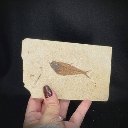 Fish Fossil - Knightia Eoceana
