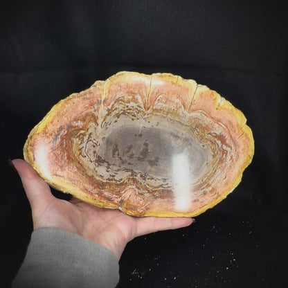 Petrified Wood Slab