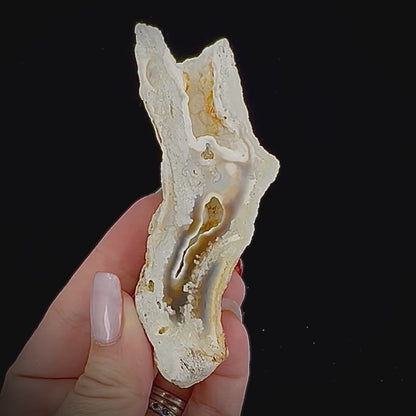 Petrified Coral