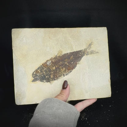 Fish Fossil - Knightia Eoceana
