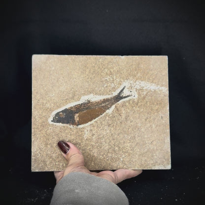 Fish Fossil - Knightia Eoceana