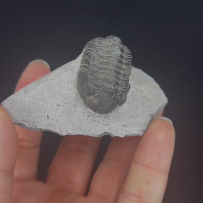 Metacanthian Trilobite in Matrix
