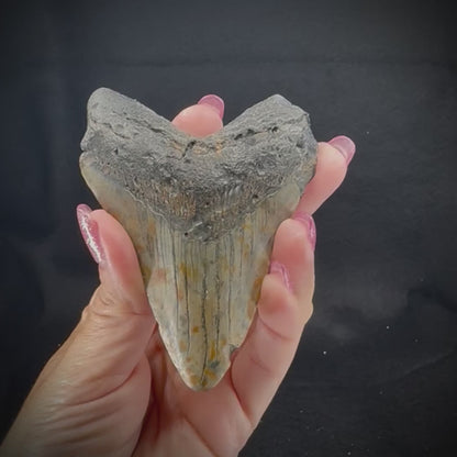 Megalodon Tooth