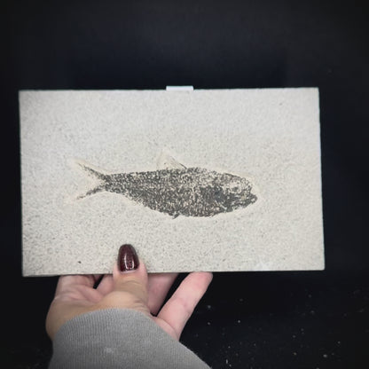Fish Fossil - Knightia Eoceana