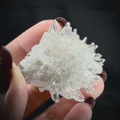 Chrysanthemum Stone