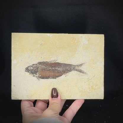 Fish Fossil - Knightia Eoceana