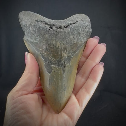 Megalodon Tooth