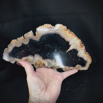 Petrified Wood Slab