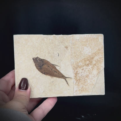 Fish Fossil - Knightia Eoceana