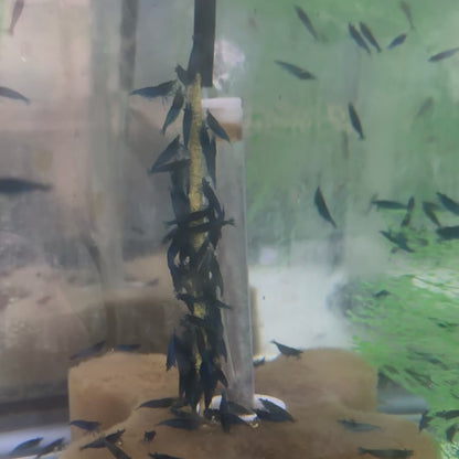 KatsAquatics Shrimpsicles
