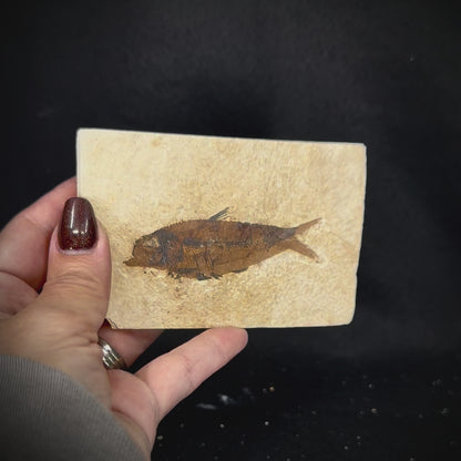 Fish Fossil - Knightia Eoceana