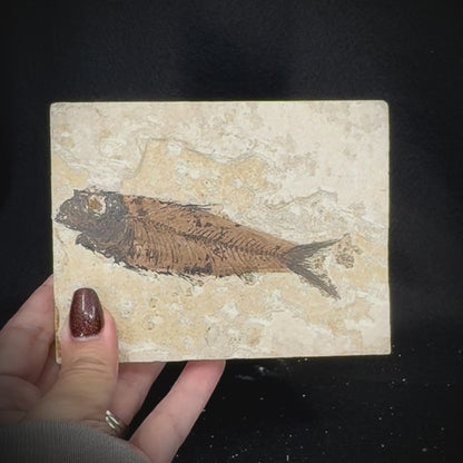 Fish Fossil - Knightia Eoceana