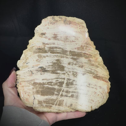 Petrified Wood Slab