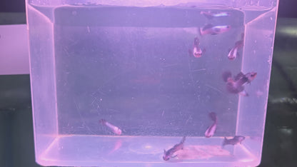 Guppy - Chinese Panda