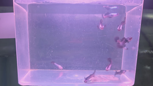 Guppy - Chinese Panda
