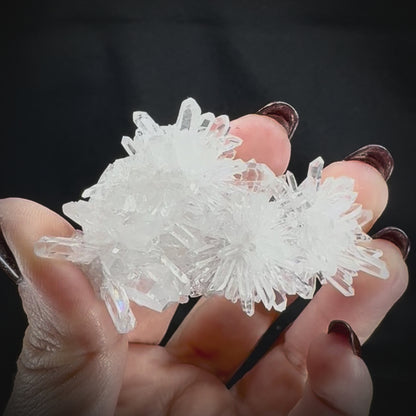 Chrysanthemum Stone