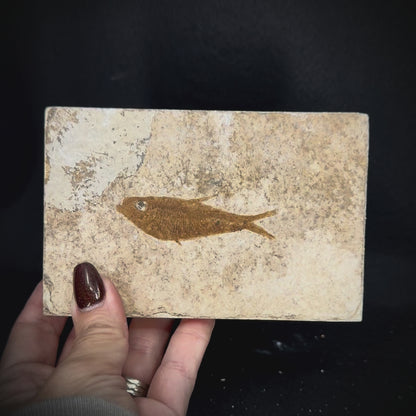 Fish Fossil - Knightia Eoceana