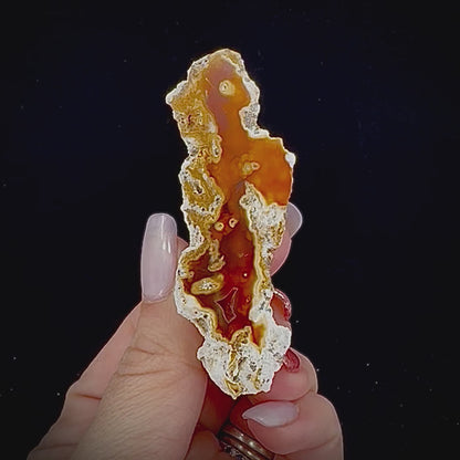 Petrified Coral
