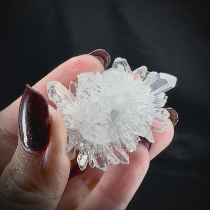 Chrysanthemum Stone