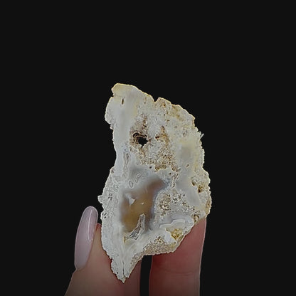 Petrified Coral