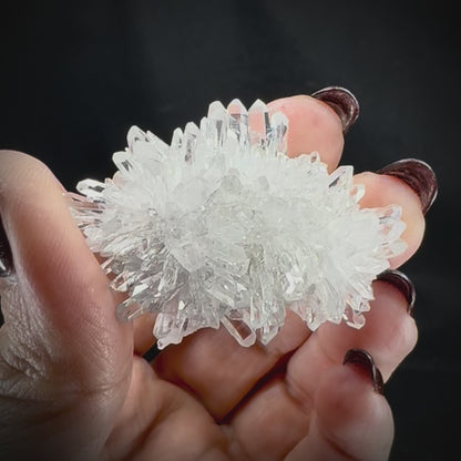 Chrysanthemum Stone