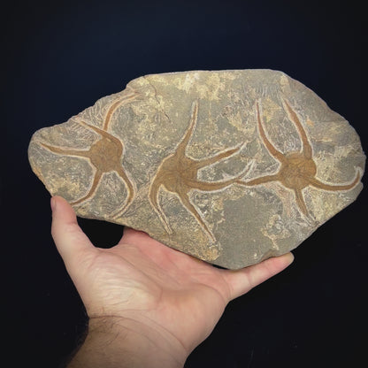 Triple Brittle Starfish Plate