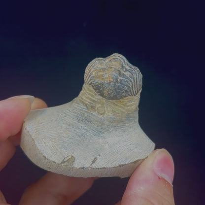 Metacanthian Trilobite in Matrix