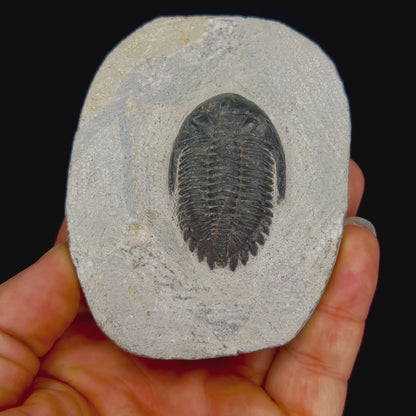 Metacanthian Trilobite in Matrix