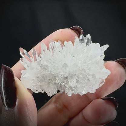 Chrysanthemum Stone