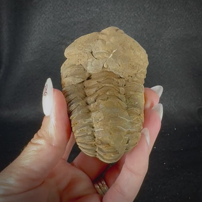 Trilobite Fossil
