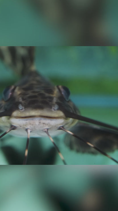 Catfish - Sailfin Pim XL