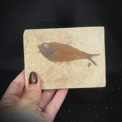 Fish Fossil - Knightia Eoceana