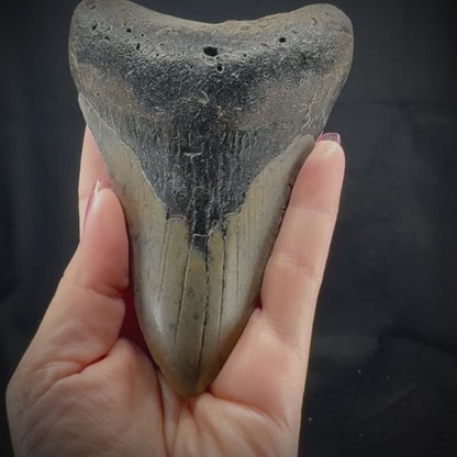 Megalodon Tooth
