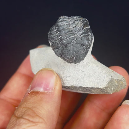 Metacanthian Trilobite in Matrix