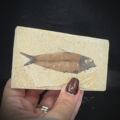 Fish Fossil - Knightia Eoceana