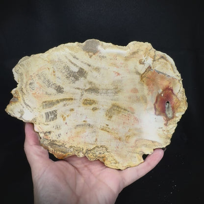 Petrified Wood Slab