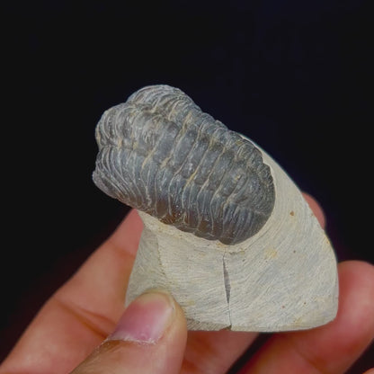 Metacanthian Trilobite in Matrix