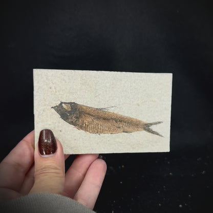 Fish Fossil - Knightia Eoceana