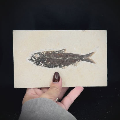 Fish Fossil - Knightia Eoceana