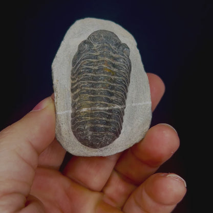 Metacanthian Trilobite in Matrix