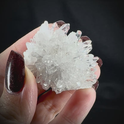 Chrysanthemum Stone