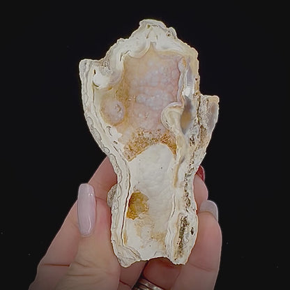 Petrified Coral