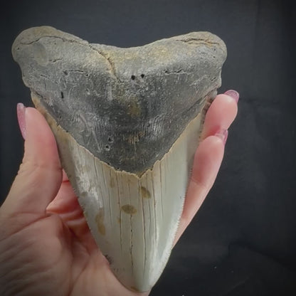 Megalodon Tooth