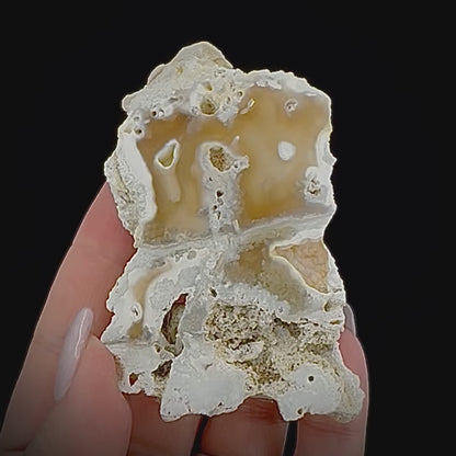 Petrified Coral