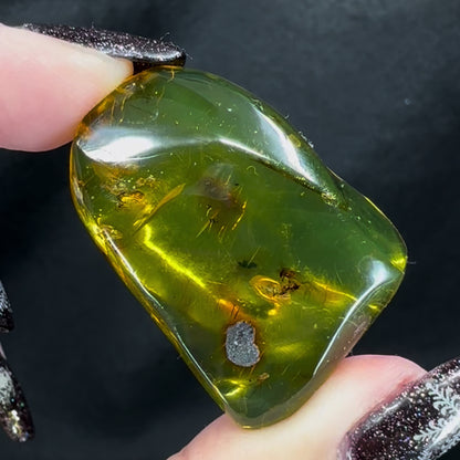 Amber w/ Insect Inclusions