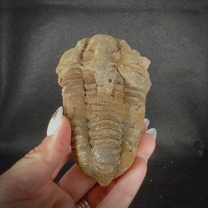 Trilobite Fossil