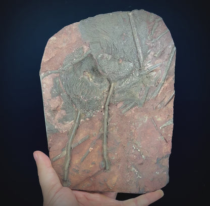 Crinoid Plate